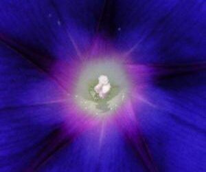 Conscious Creation